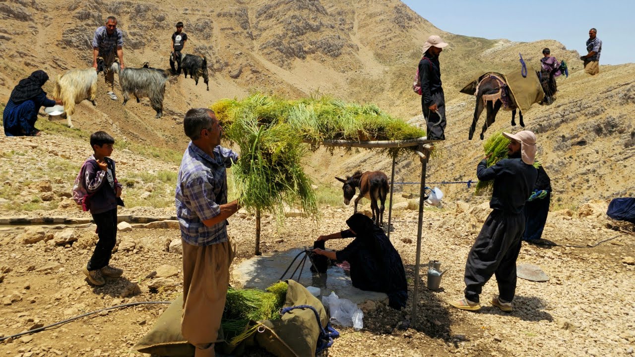 Nomadic Life: How Nomads Build Canopies |🥛 Summer Canopies of Strong Nomadic Women in Action🏕