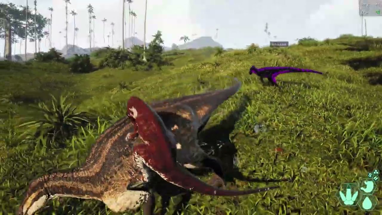 The Daily Life Of A Raptor Pack | Crocs Are Everywhere!