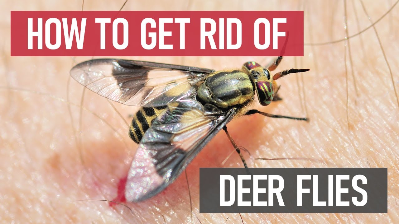 How to Get Rid of Deer Flies [How to Control Biting Flies]