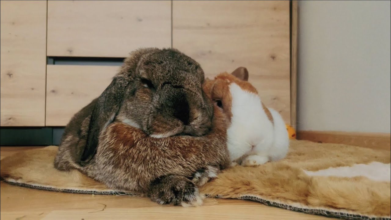 Cuddling Bunnies 🤍 | Calm Music for Sleep & Relaxation