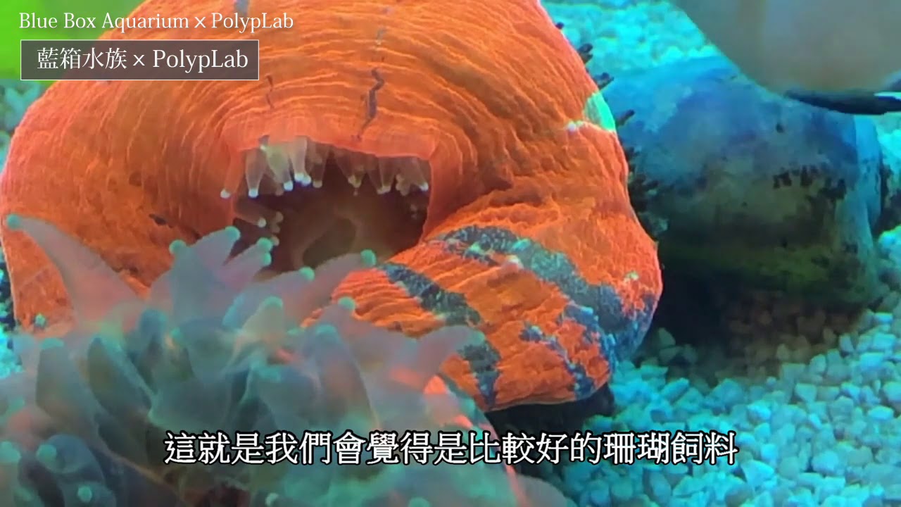 【藍箱水族】PolypLab Reef-Roids珊瑚粉狀飼料---軟體篇