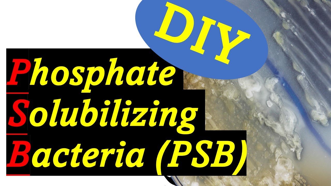 Improve Your Garden- Phosphate Solubilizing Bacteria (PSB)