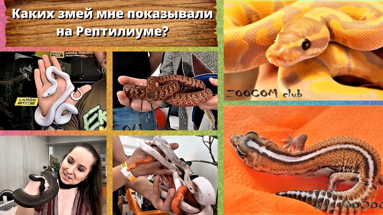 Каких змей мне показывали на Рептилиуме? Colorful snakes.