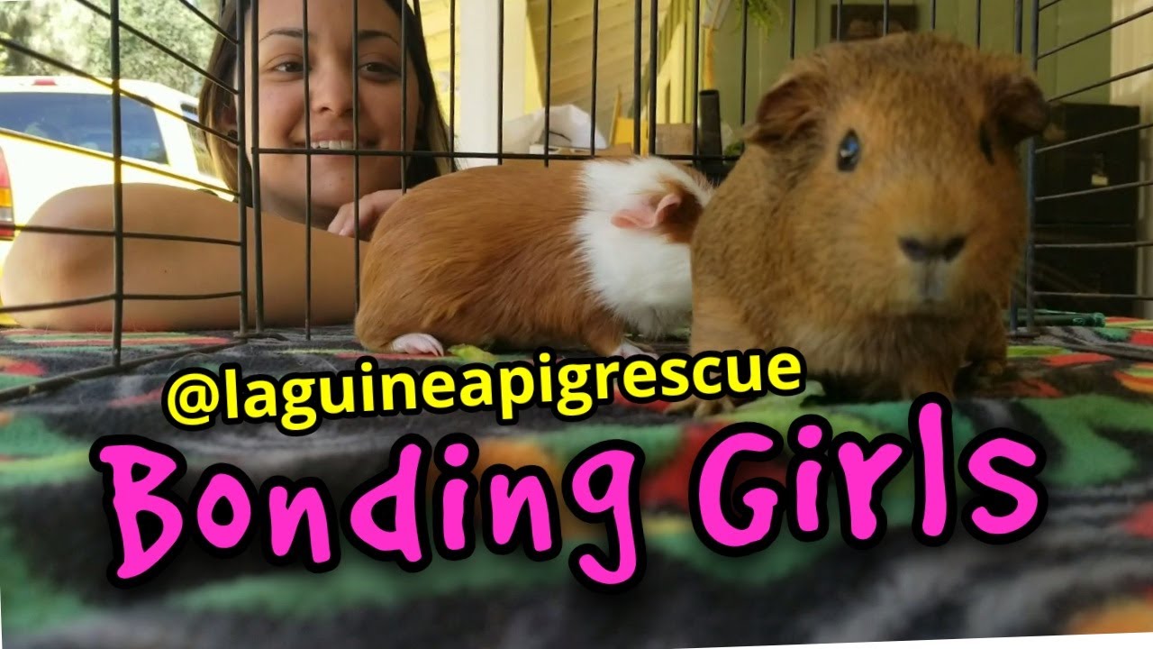 LA Guinea Pig Rescue Girls Bonding