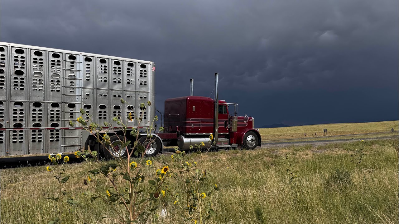 TRANSPORTANDO GANADO DE WYOMING  #truck