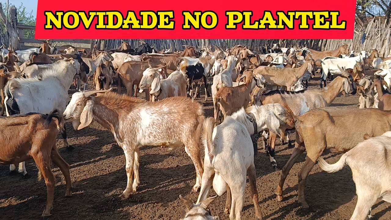 Novos reprodutores + Criação de caprinos está engordando após as chuvas