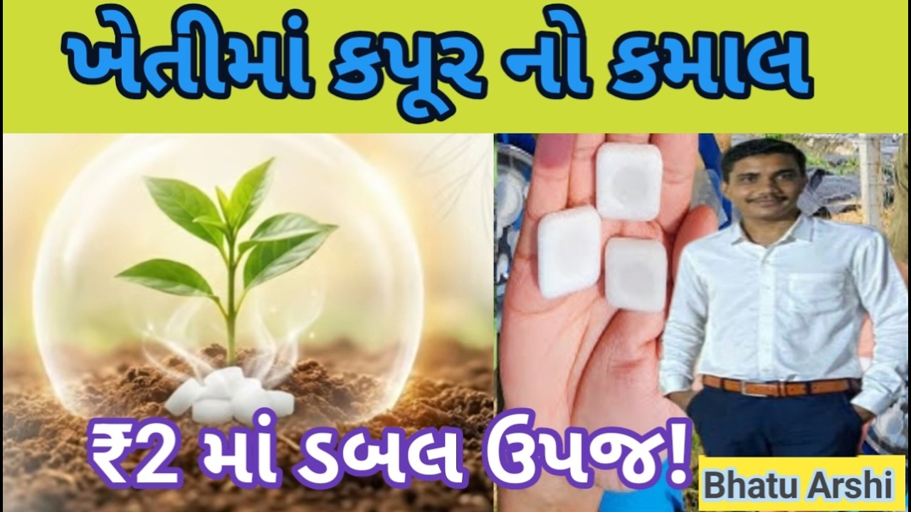 🥇 ખેતીમાં કપૂર નો કમાલ 😲 ₹2 ખર્ચે વધુ ઉપજ!
