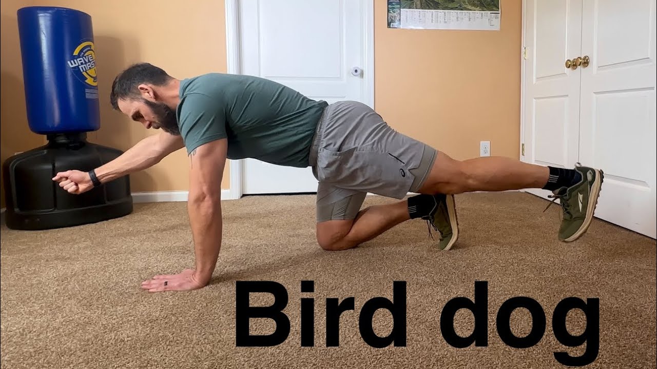 Bird dog 