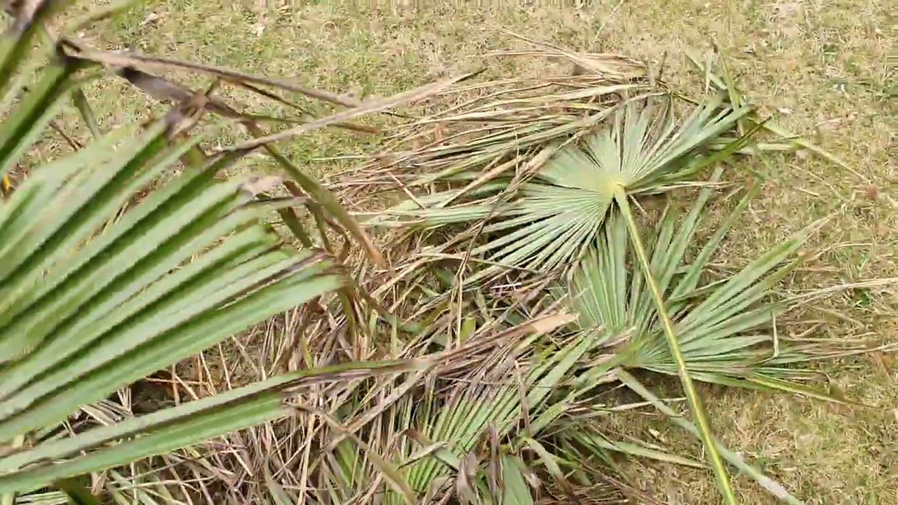 BestpalmTV. Upiekszam Trachycarpus fortunei. Wycinanie zniszczonych liści.
