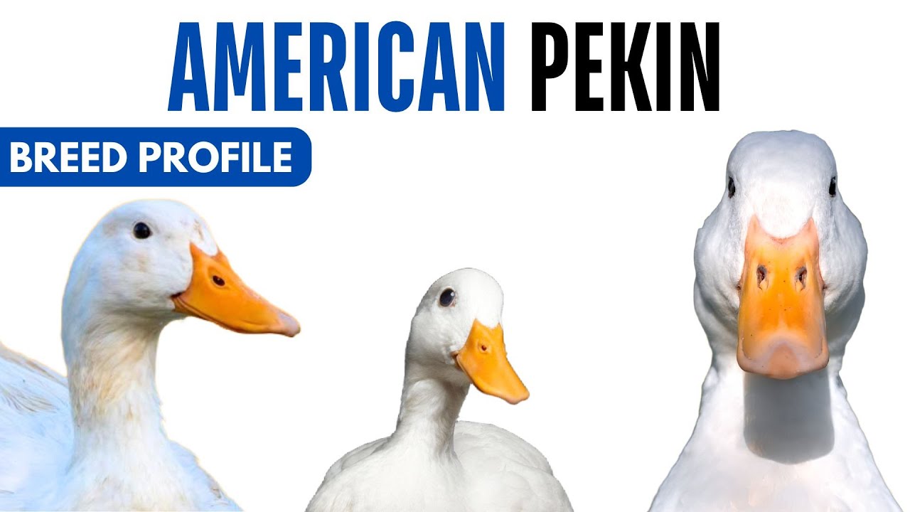 American Pekin Duck Breed Profile History Health Issues - American Pekin Duck Egg Ratio Lifespan