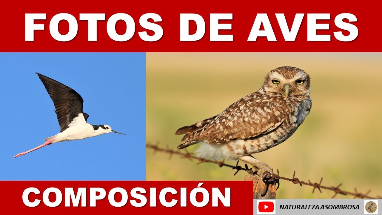 COMPOSICION EN FOTOGRAFIA DE AVES Y FAUNA SALVAJE.