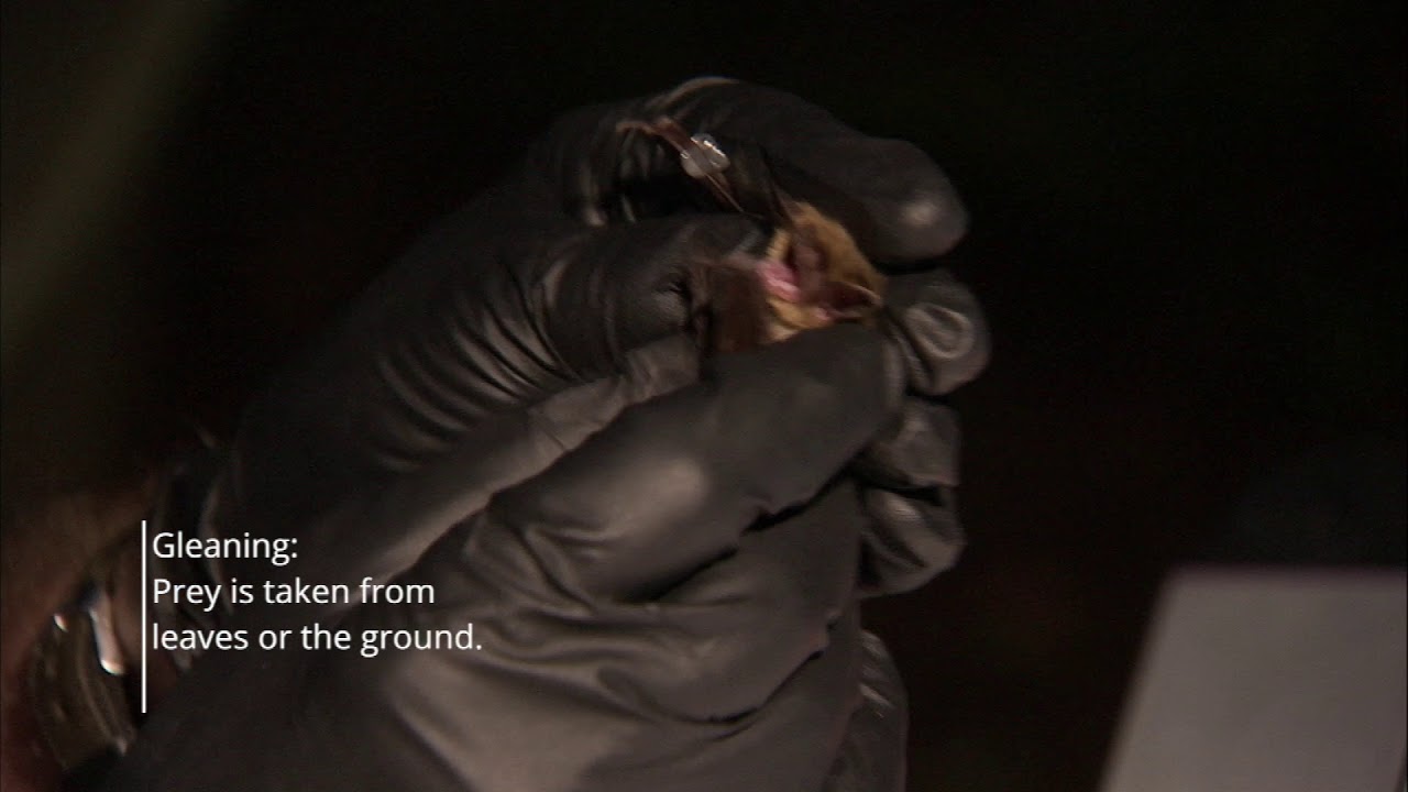 Northern Long-eared Bat