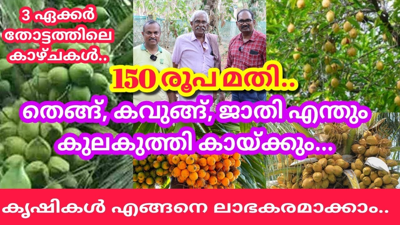 തെങ്ങും, കവുങ്ങും, ജാതിയും 150 രൂപ ചെലവിൽ  കുലകുത്തി കായിപ്പിക്കാം.. മൂന്നേക്കർ തോട്ടത്തിലെ കാഴ്ചകൾ