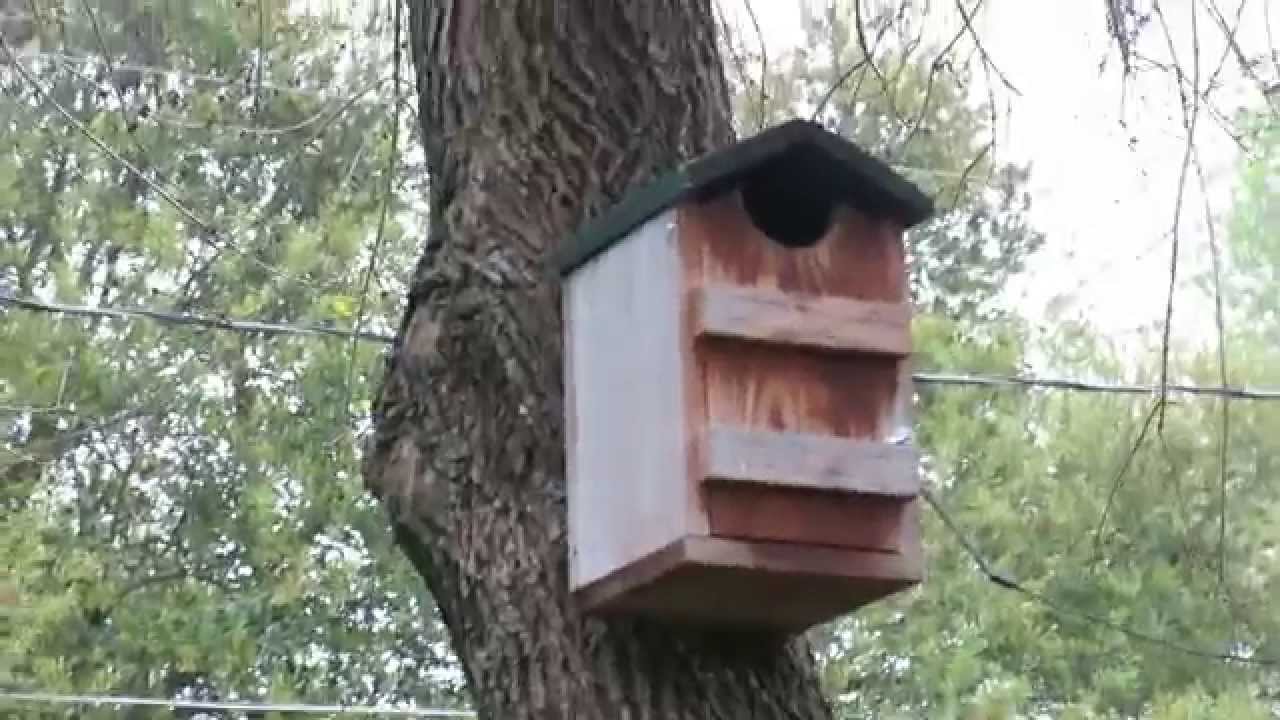 Eastern Screech Owl House - This thing is AWESOME