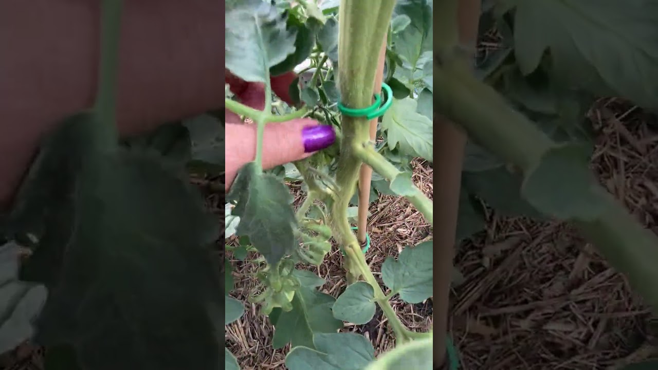 Tj's Garden