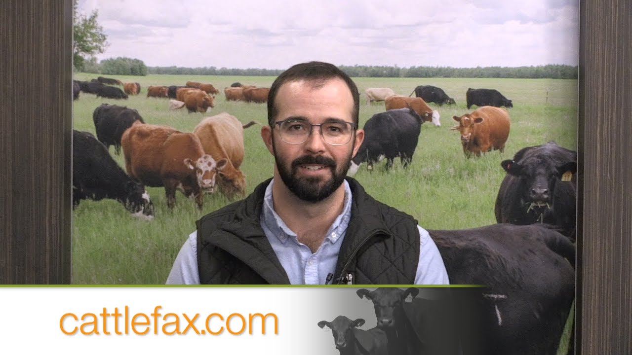 CattleFax Closing Bell: Improving Grade – December 5, 2025