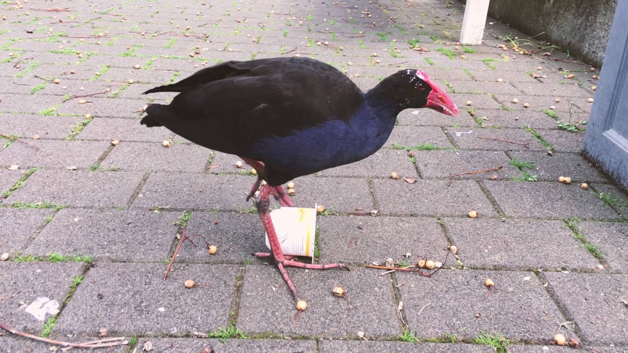 Pukeko - A short film