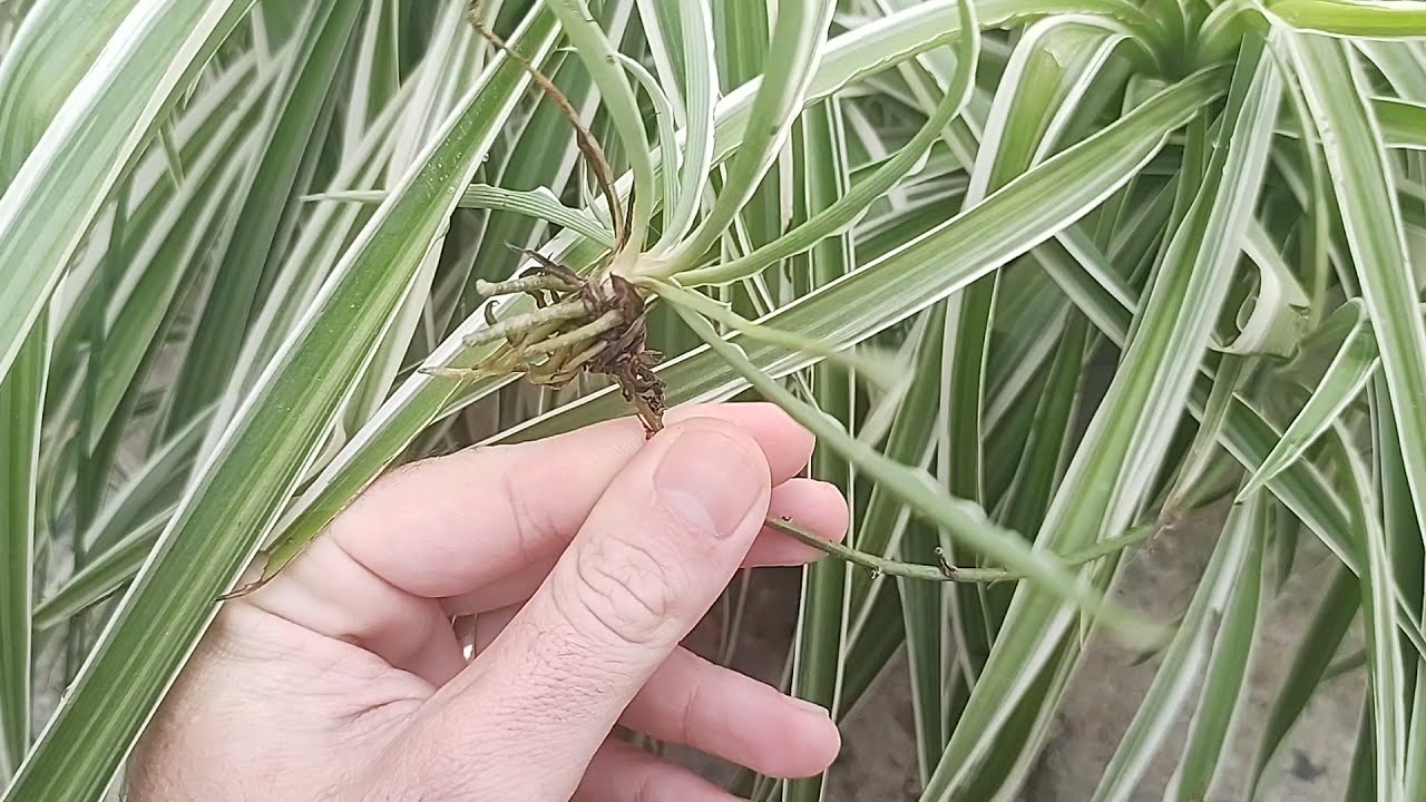 COMO MULTIPLICAR PAULISTINHA| GRAVATINHA | CLOROFITO | CHLOROPHYTUM COMOSUM VARIEGATUM - PARTE 01.
