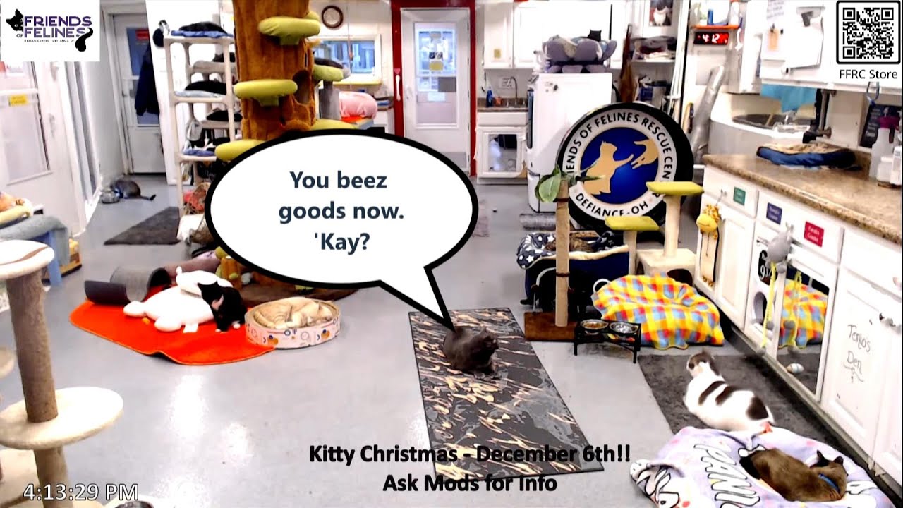 Magic & Manners 101 on 11-09-2025 by StripeyD Friends of Felines Rescue Center (FFRC)