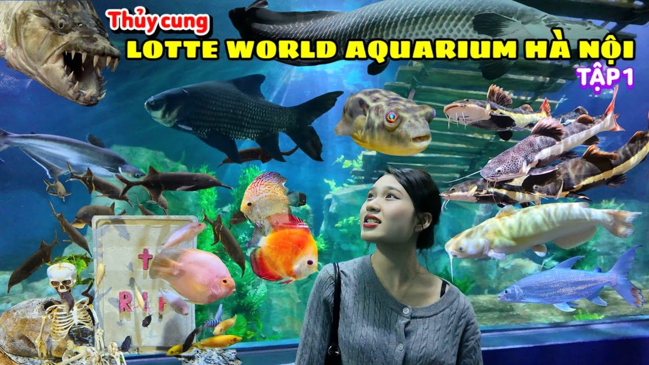 Thủy cung Lotte World Hà Nội - Tập 1: Cận mặt 