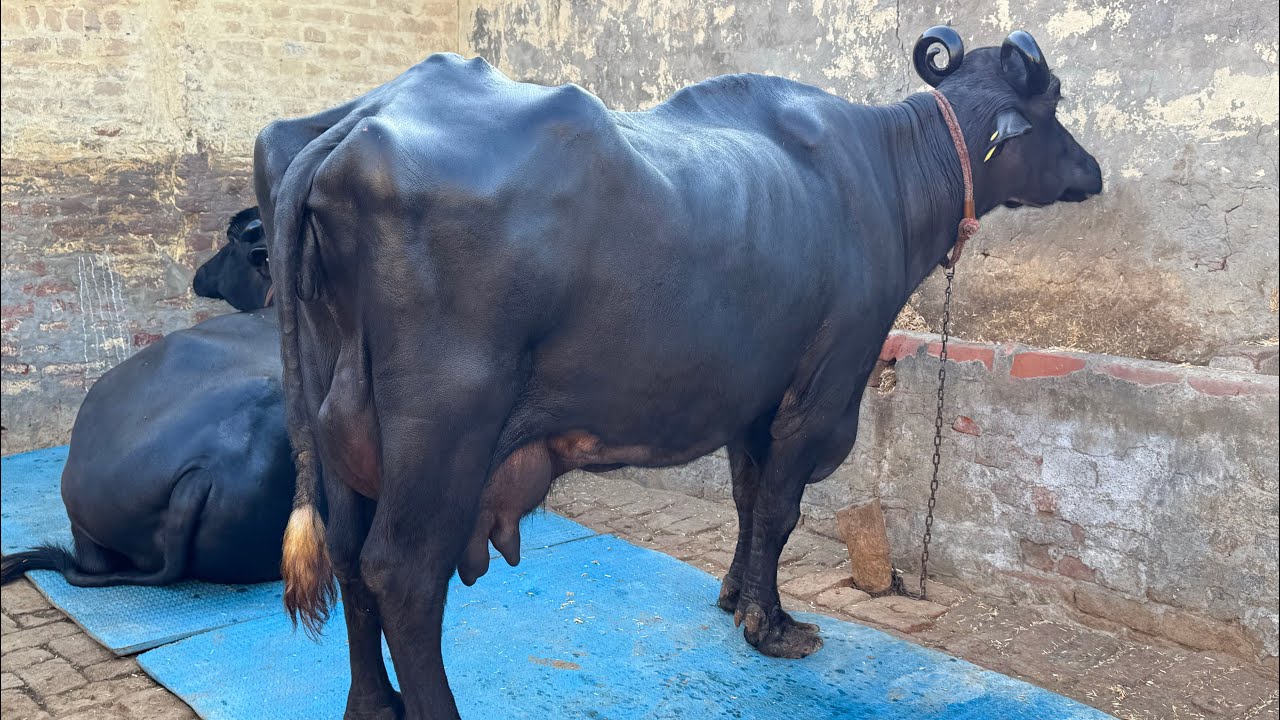 Top Class Big Buffalo Small Elephant with tremendousRecords - Showcasing the best results of HSB