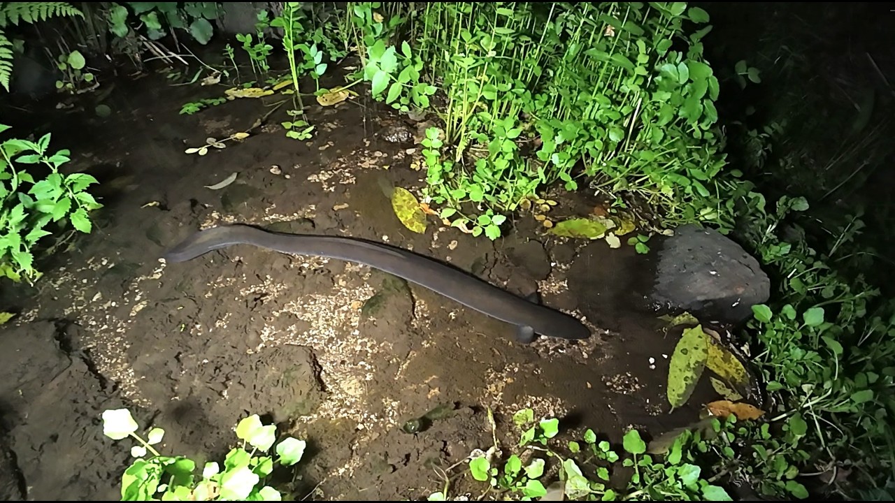Feeding Eels 28 Feb 2026