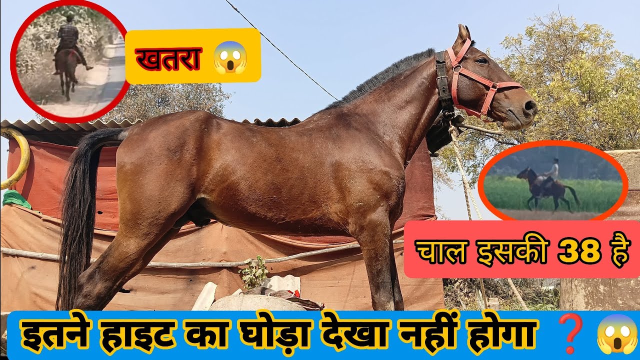 😚😱 इतने हाइट का घोड़ा पूरे जिला में नहीं // घोड़े की चाल बातों में बताया नहीं जा सकता है स्पीड 40