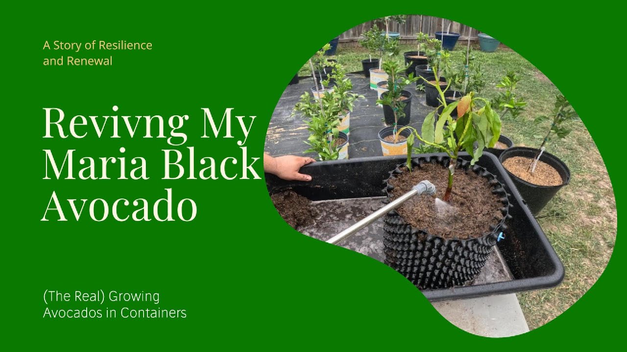 Reviving My Maria Black Avocado: A Story of Resilience and Renewal