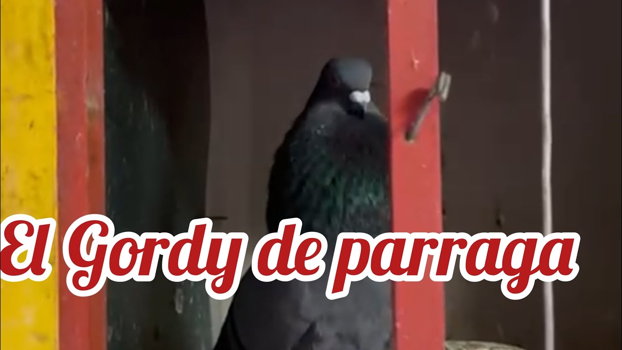 Palomas del Gordy de parraga