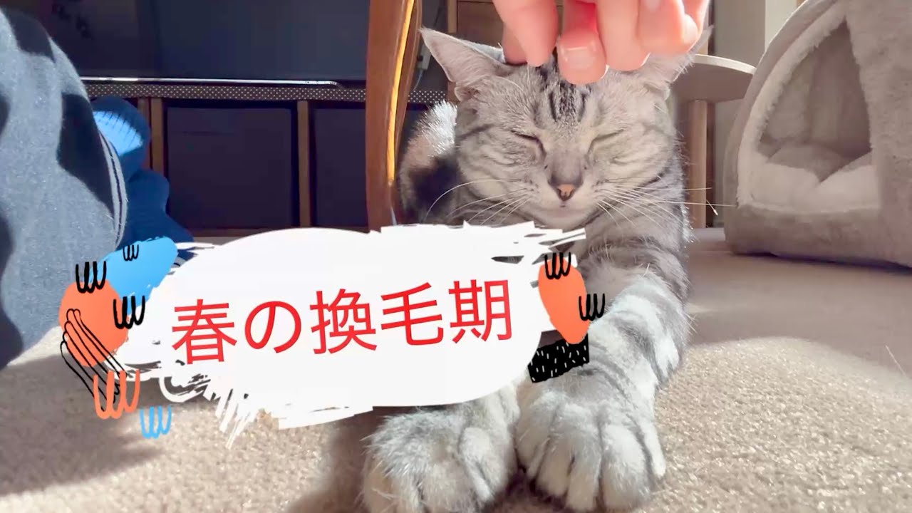 【換毛期始まりました】愛猫の抜け毛を憂う昼下がり🐈🐈🐈