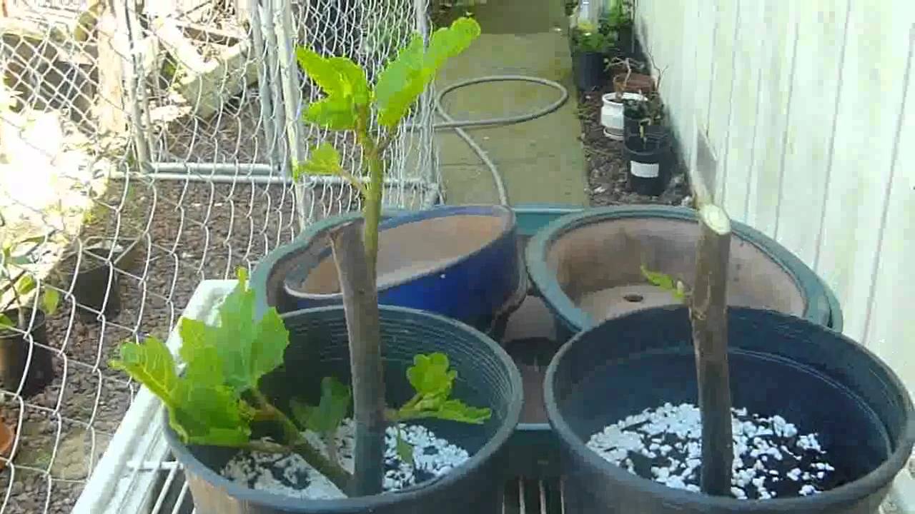 Black Mission Fig Tree Cuttings directly to soil mix with perlite experiment
