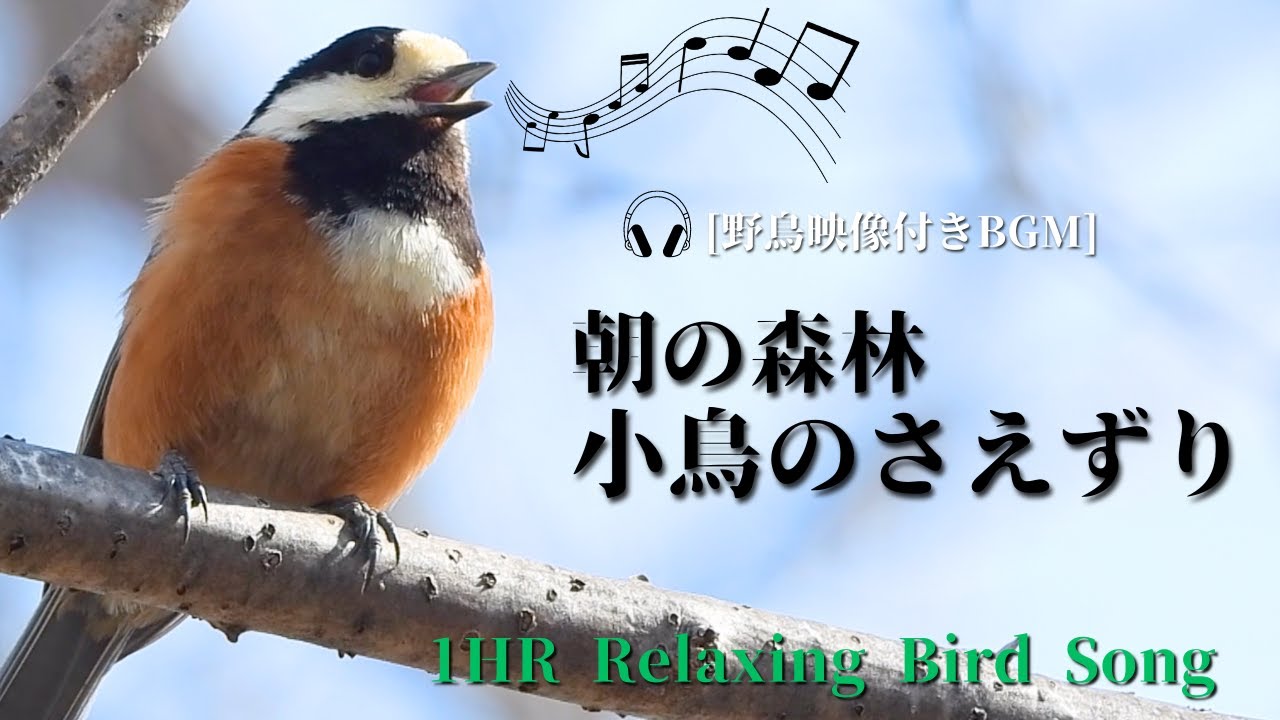 【作業用BGM / 小鳥のさえずり】森の小鳥の鳴き声一覧 小川のせせらぎ / 1 HOUR of Birds Songs and water sound / 自然音 / 朝の音楽/鳥の鳴き声