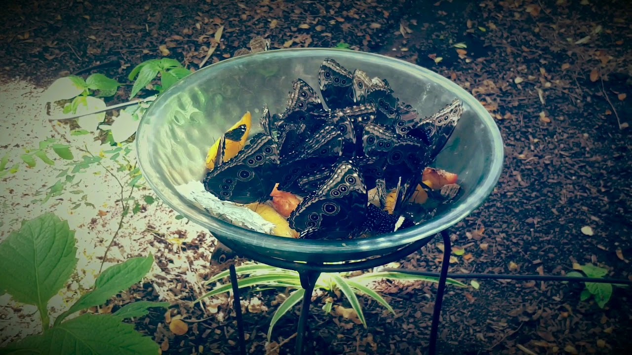 Butterflies eating fruit