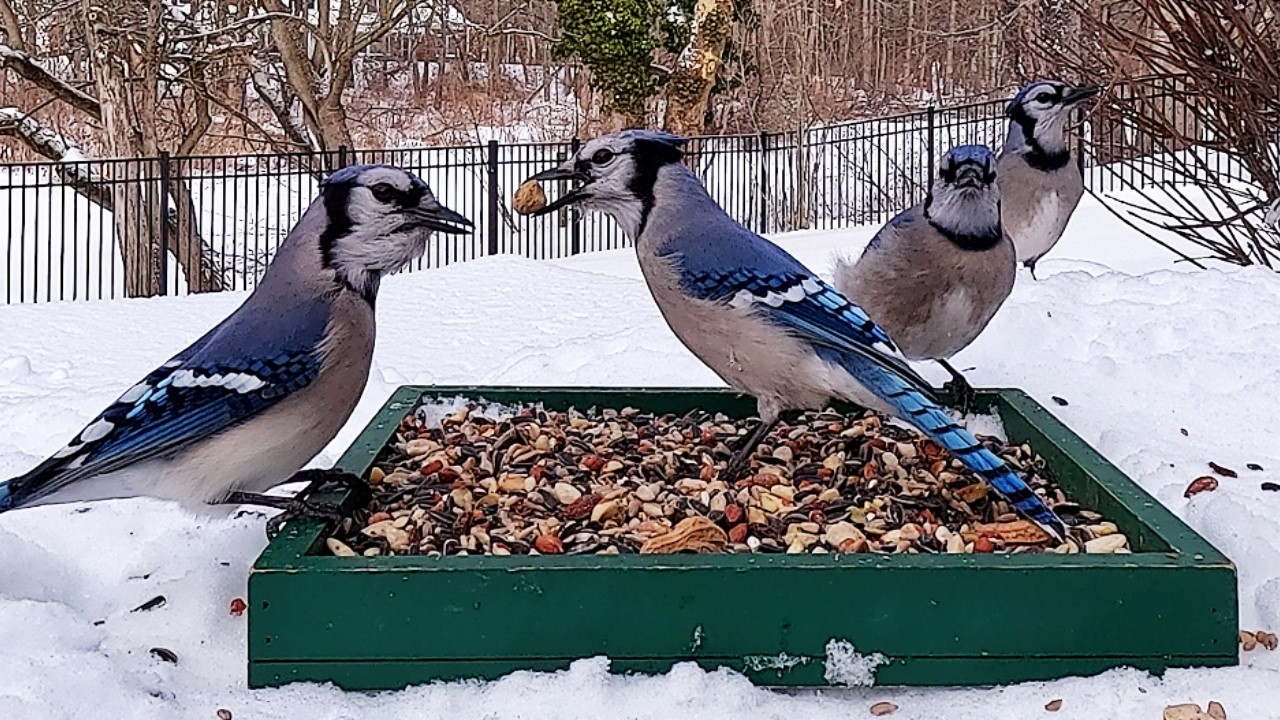 Backyard Birds for Cats 🐦 Blue Jays, Cardinals, Doves & More | Cat TV