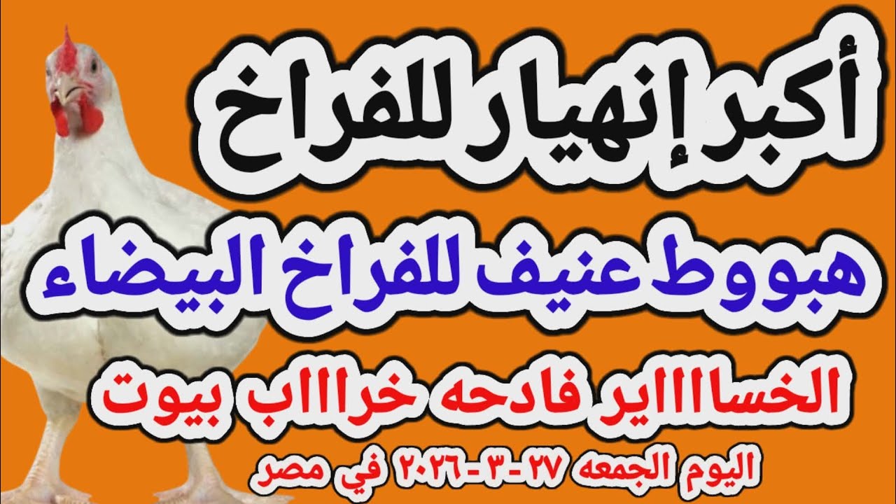 اسعار الفراخ البيضاء اليوم/ سعر الفراخ البيضاء اليوم الجمعه 2026/3/27 في مصر