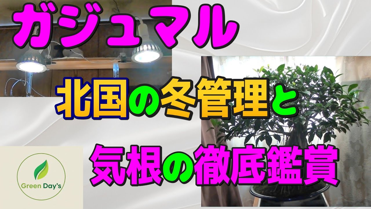 第２回ガジュマル北国の冬管理【Green Day's】2025年11月北国での屋内での育成方法の紹介と気根の徹底鑑賞。