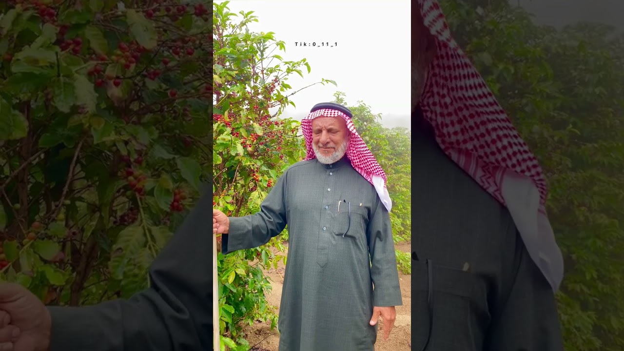مزارع البن في جبل شدا الاعلى | قرية الكبسة جزء1