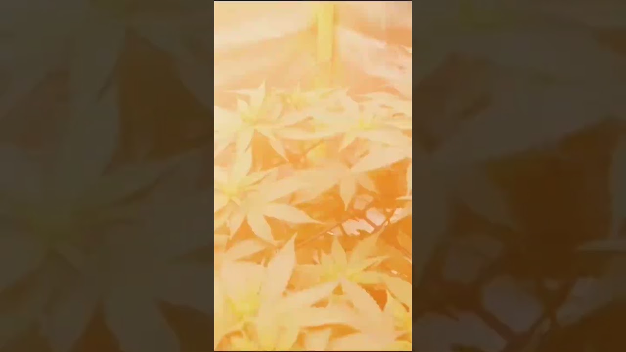 Purple Paralysis and Purple Skunk Mass organic grow!
