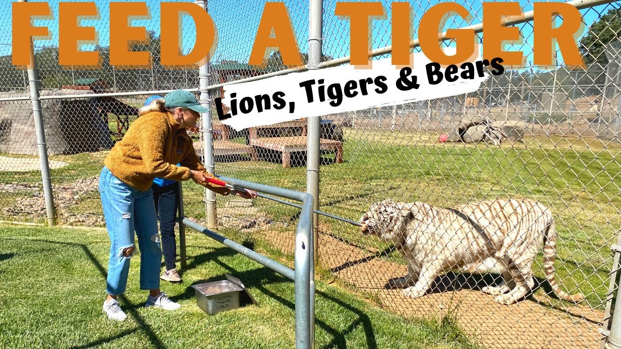HIDDEN Zoo in San Diego: Lions Tigers and Bears in Alpine, CA: Where you can FEED a tiger!