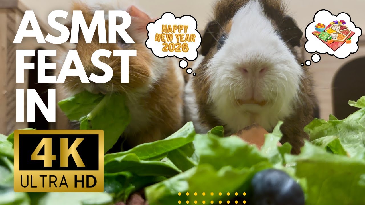 Guinea Pigs Celebrate New Year Feast 🎆 | Relaxing ASMR in 4K