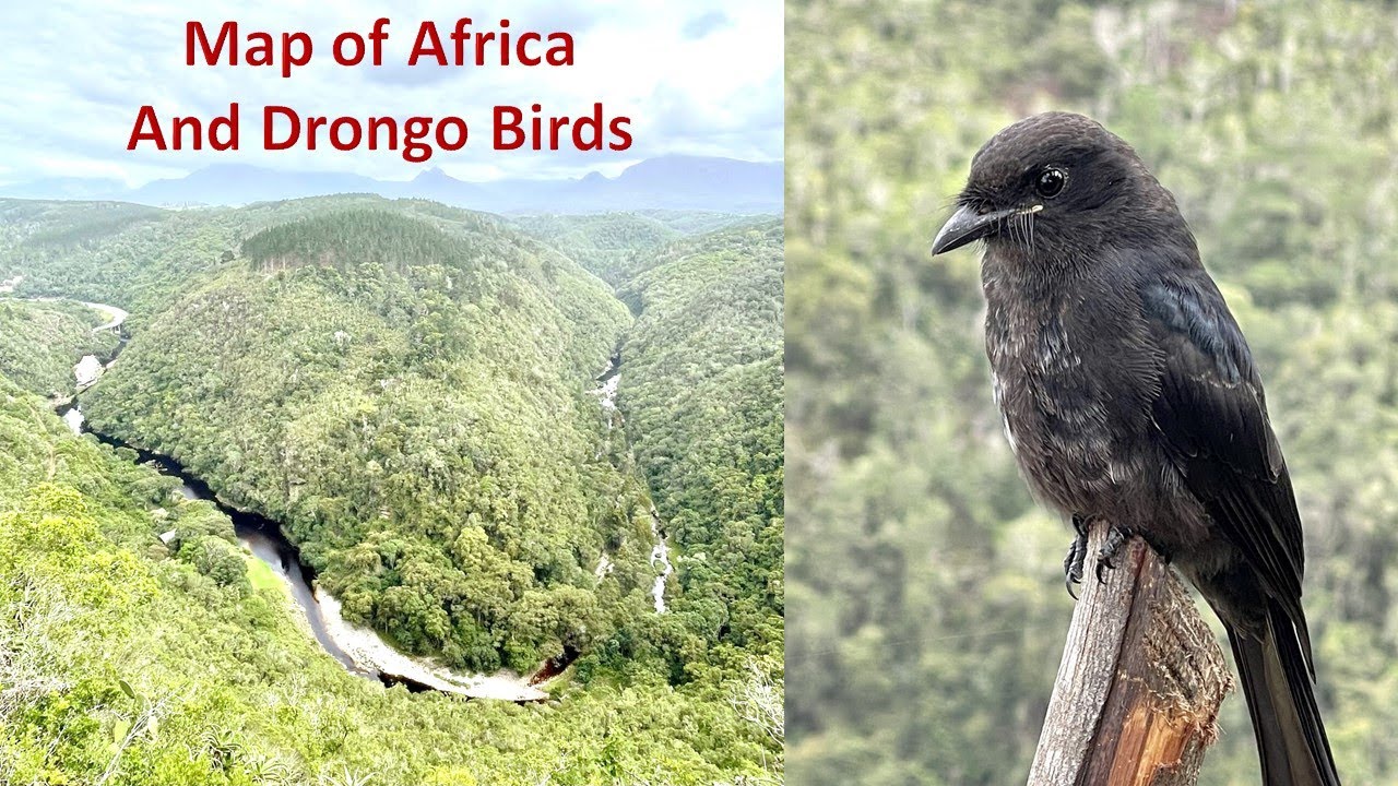 Map of Africa and Drongo Birds. Garden Route. South Africa. Jan 2023. HD.