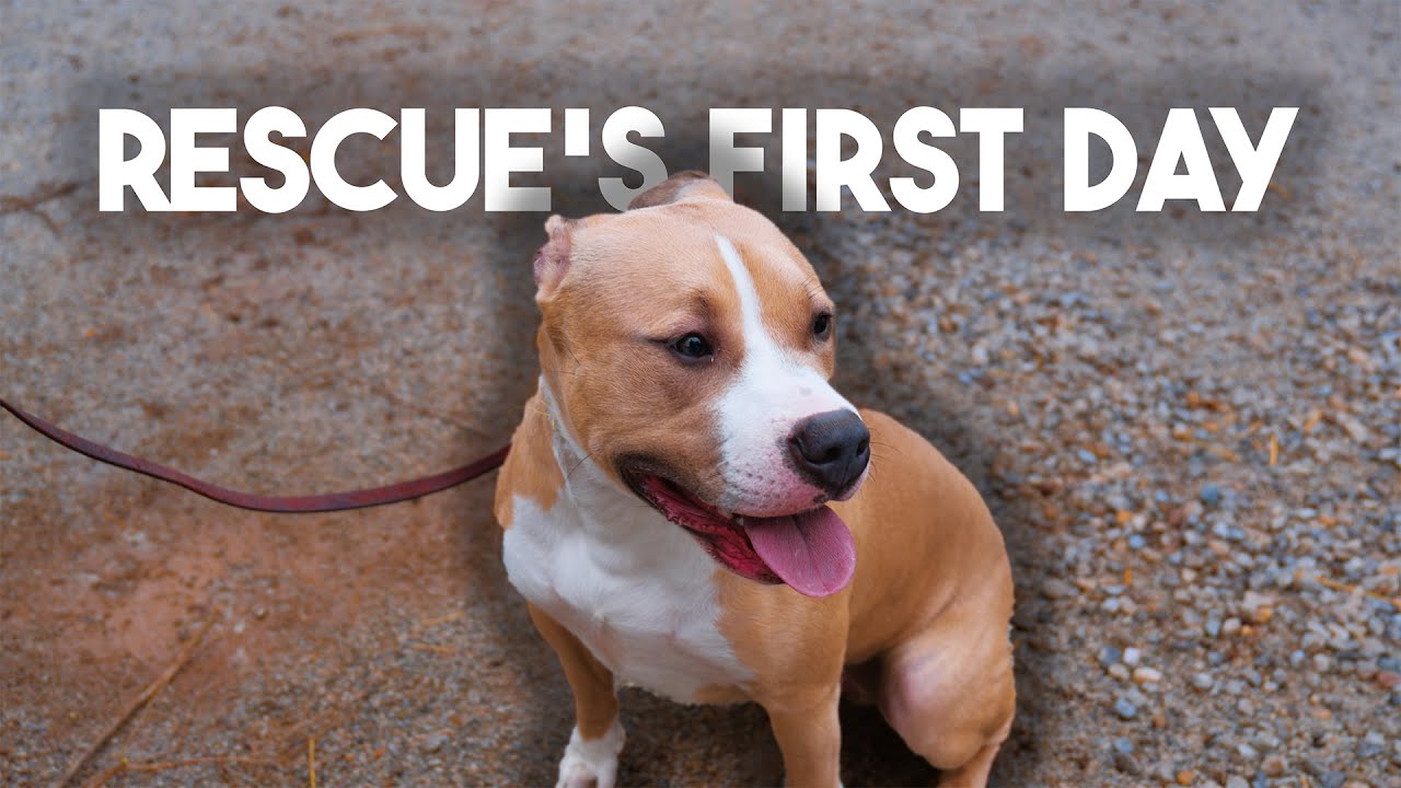 How to Train your RESCUE dog on day ONE to SIX weeks!