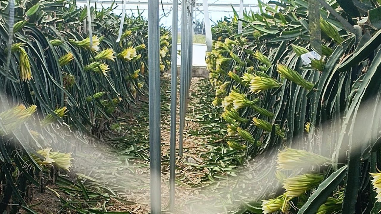 Ejder Meyvesi - Güz Dönemi Hazırlıklar ve Yeni Hal Yasası     #trending #viral #ejdermeyvesi #pitaya