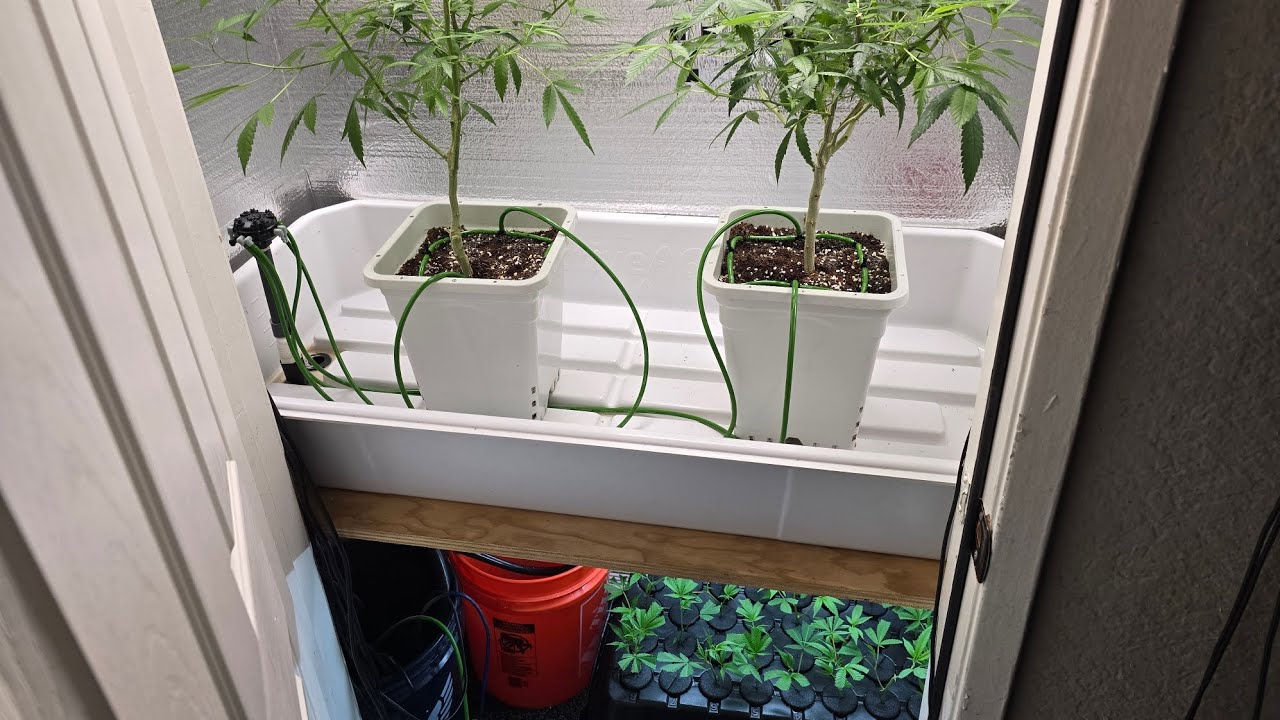 Indoor garden re-start