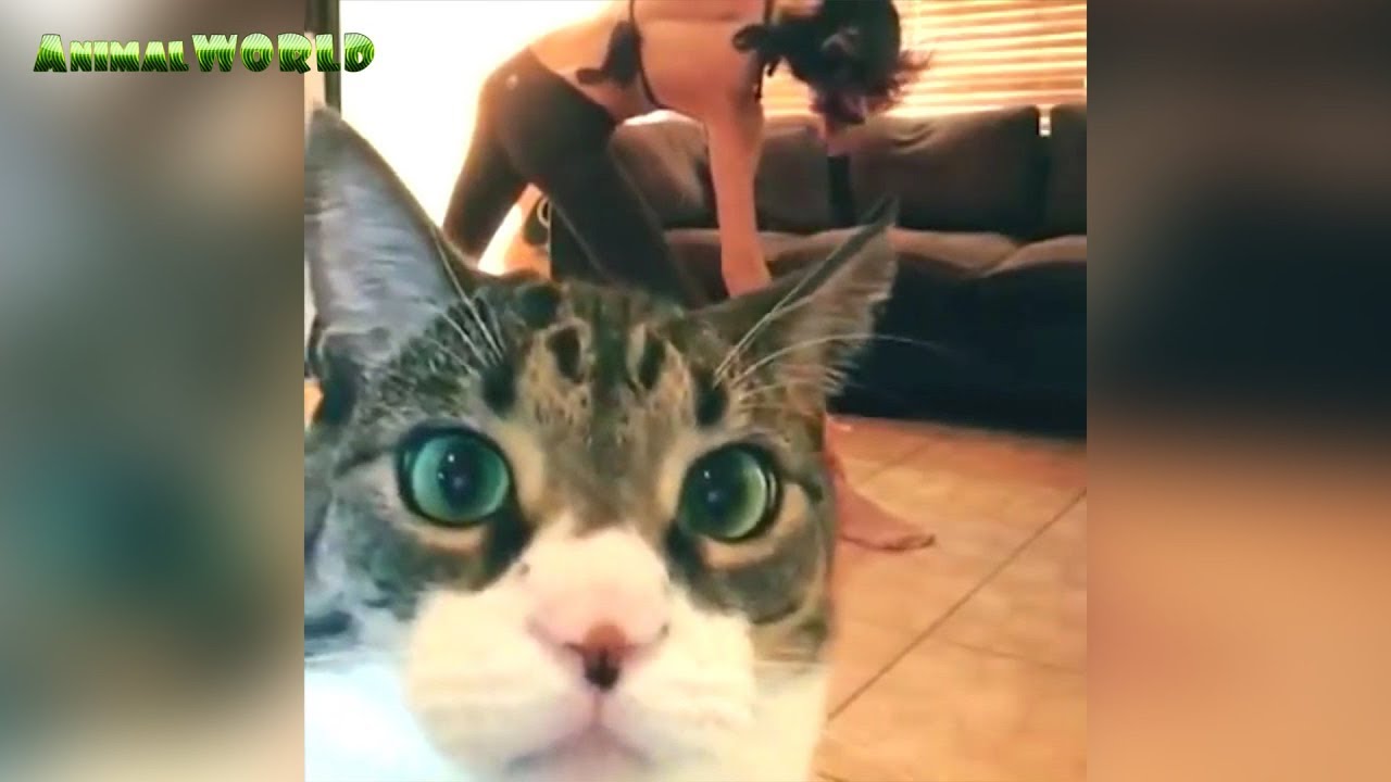 Gatti divertenti nelle migliori scenette del web