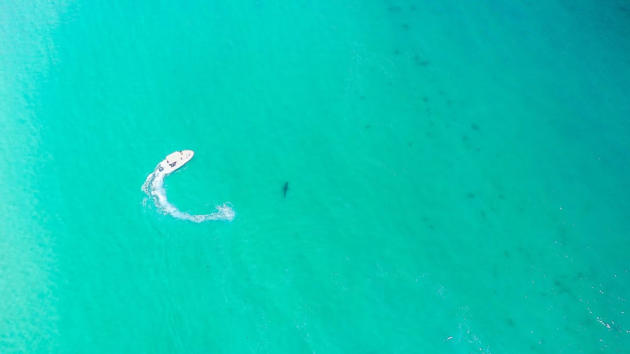 Shark week: Chatham, Drone, Blood in the water in front of Great White