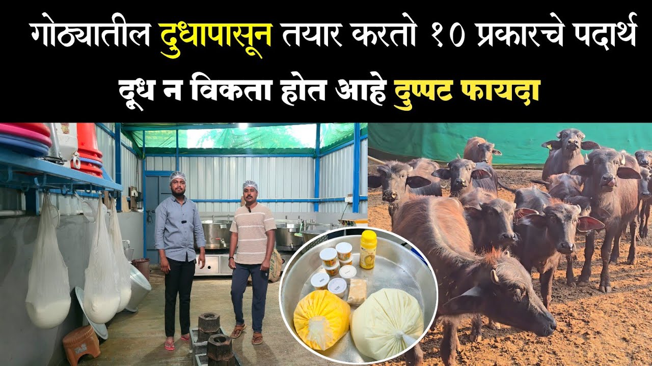 साताऱ्यातील तरुणाने गोठ्यातील दूध न विकता तयार केले १० प्रकारचे पदार्थ, आता होतोय दुप्पट नफा 