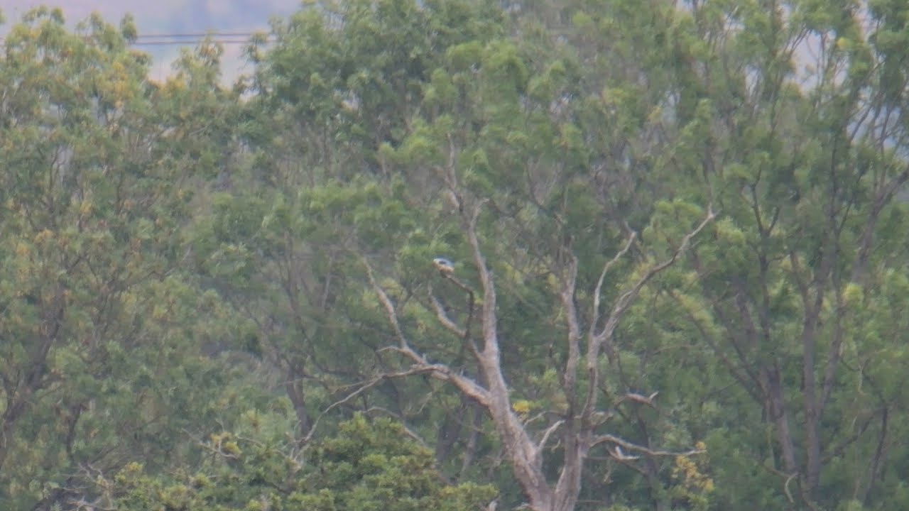 Black-Winged Kite WWT Slimbridge, Glos 21/08/2025
