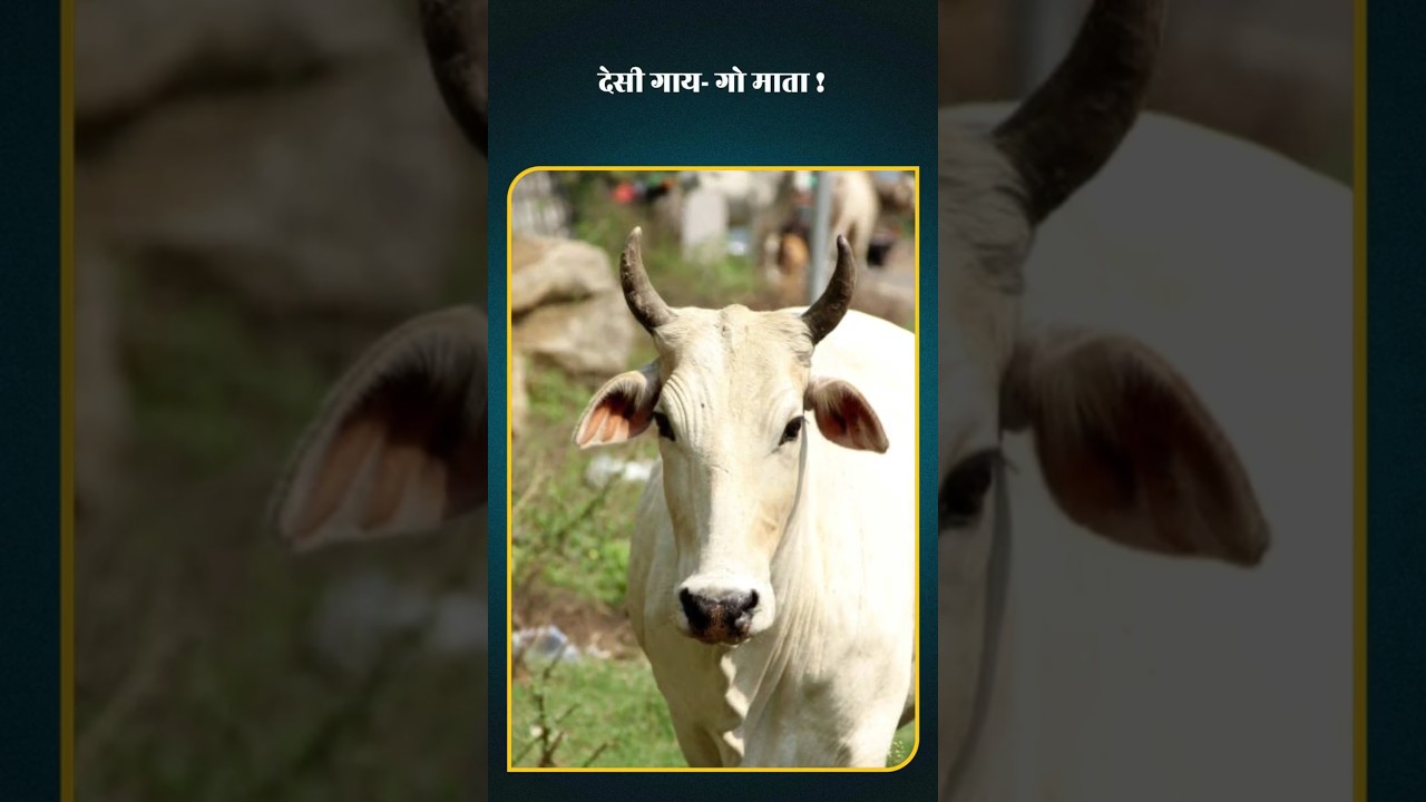 विदेशी गाय- मिथुन ! देसी गाय- गो माता !