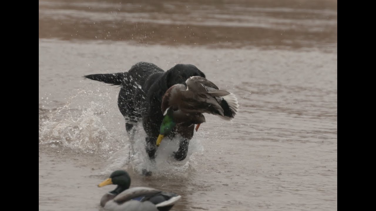 Bottomland Mallards